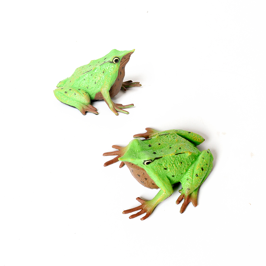 Regenwoud Dieren Kikkers Beeld - Kids Toys Reviews recensie en prijs