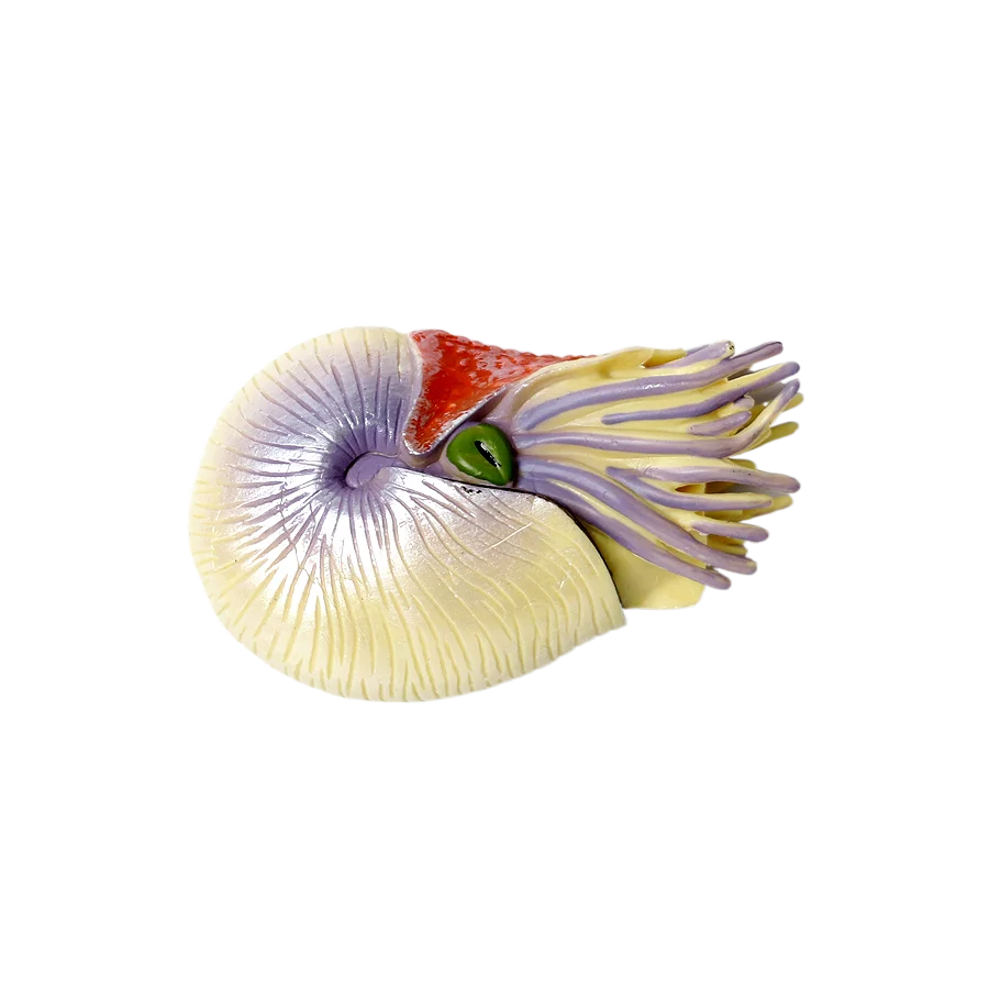 Marine speelgoeddieren Nautilu - Kids Toys Reviews recensie en prijs